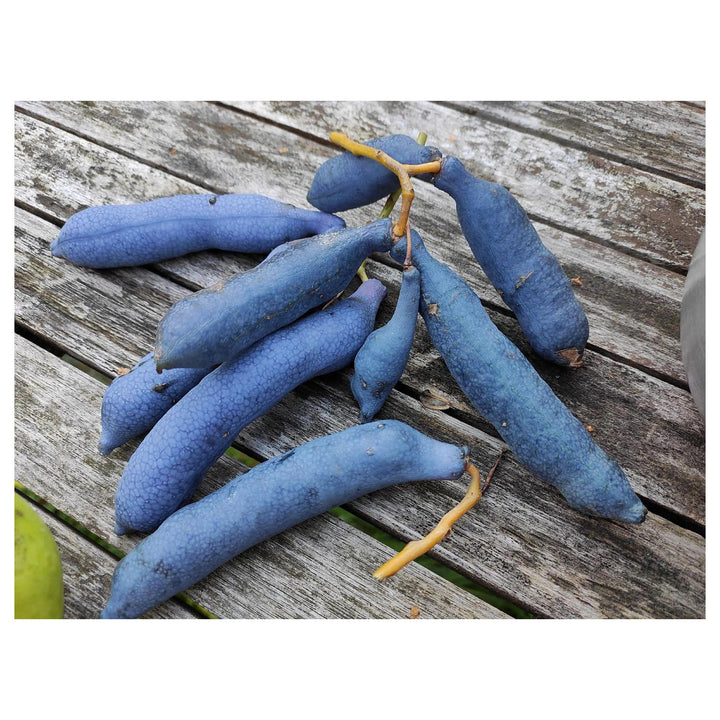 Sky Blue Cucumber Vegetable Seeds for Planting – Heirloom Non-GMO Organic Garden Seeds, High Germination | Neera Seeds product photo [neera-v4-ed1ea3906cde4d36a5f3]