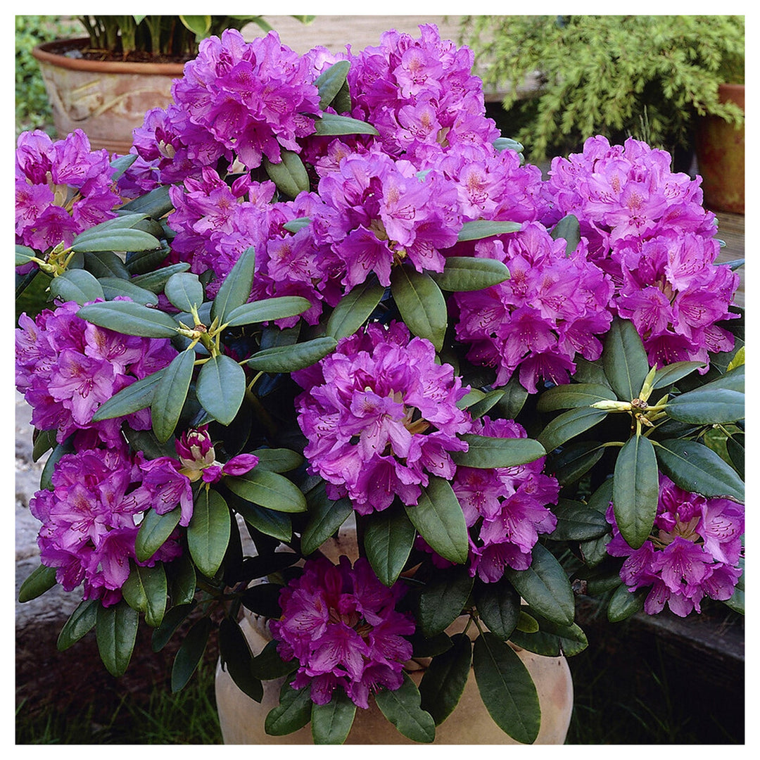 Heirloom Catawba Rhododendron Flower Seeds - Non-GMO, High Germination Organic Flowering Shrub Garden Seeds for Pla | Neera Seeds product photo [neera-v4-ed2e93f906c2309f1a91]