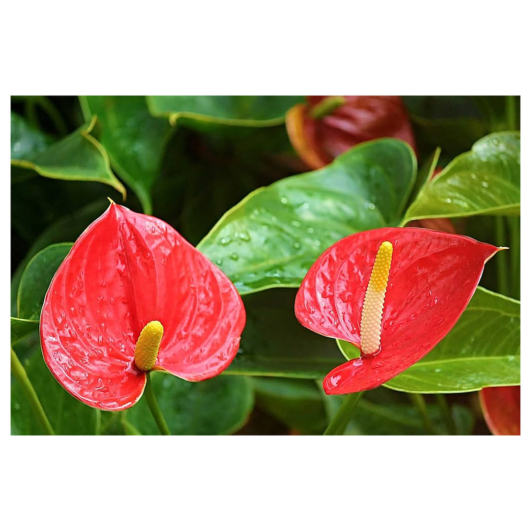 Heirloom Mixed Anthurium Andraeanum Flower Seeds – Non‑GMO Ornamental Seeds | Neera Seeds product photo [neera-v4-ed300e2e613853726bc6]