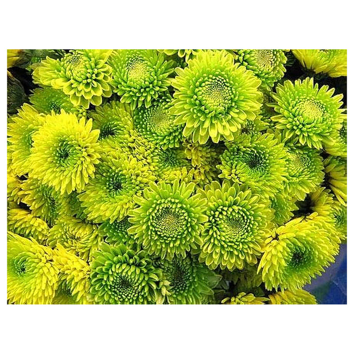 Organic Light Green Aster Flower Seeds for Planting – Heirloom Non-GMO | High Germination Organic Garden Seeds | Neera Seeds product photo [neera-v4-ed492b6acc771b54b8e2]