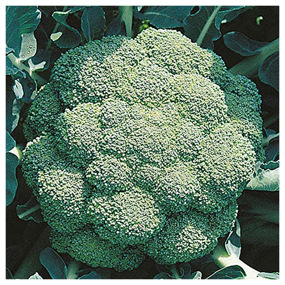 Chinese Broccoli Gai Lan Seeds for Planting – Heirloom, Fast-Growing Asian Vegetable | Neera Seeds product photo [neera-v4-ed554fcd88977b203199]