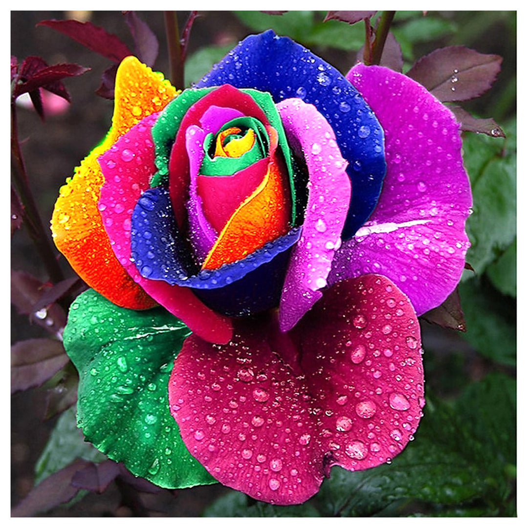 Multicolor Rose Plant Seeds for Garden – Heirloom, Non-GMO Seeds for Planting and Growing | Neera Seeds product photo [neera-v4-ed682329813f4b8a1f45]