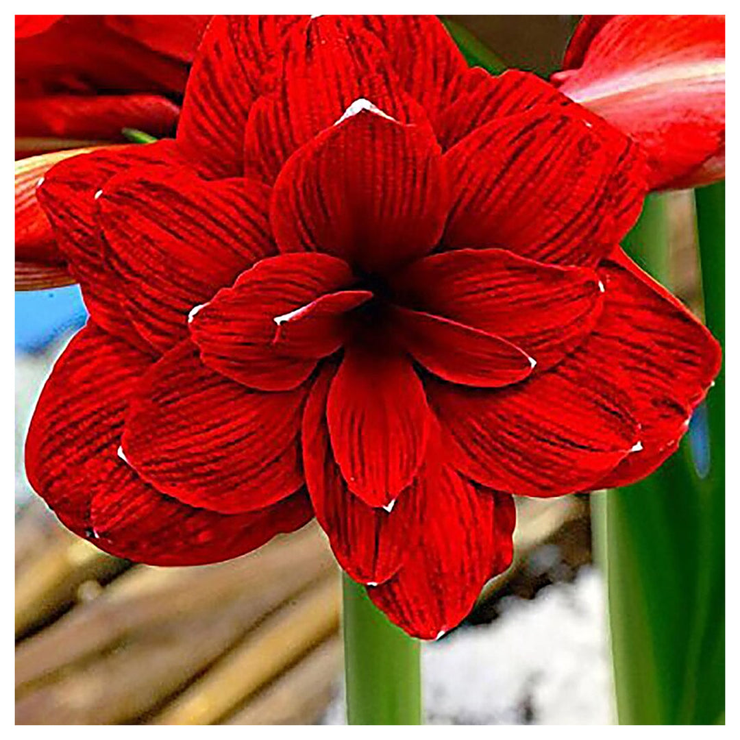 Red Amaryllis Flower Seeds for Planting – Heirloom Non-GMO Organic Garden Blooms | Neera Seeds product photo [neera-v4-ed6bc6f246d47a6cc12a]