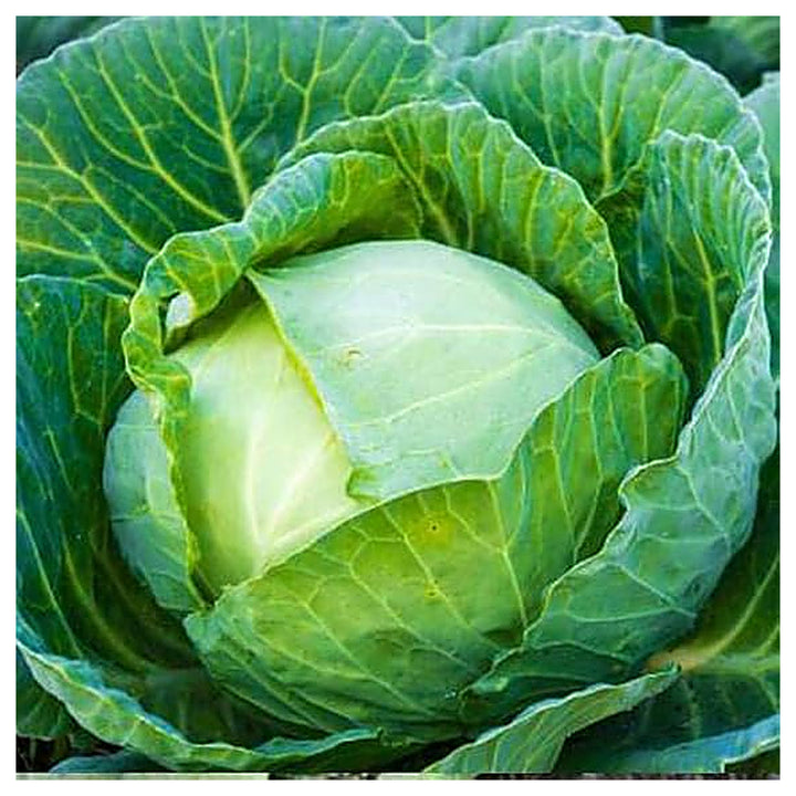 Cabbage Golden Acre Seeds – Heirloom, Early Maturing, High-Yield Vegetable Seeds | Neera Seeds product photo [neera-v4-ed749944320c19282407]