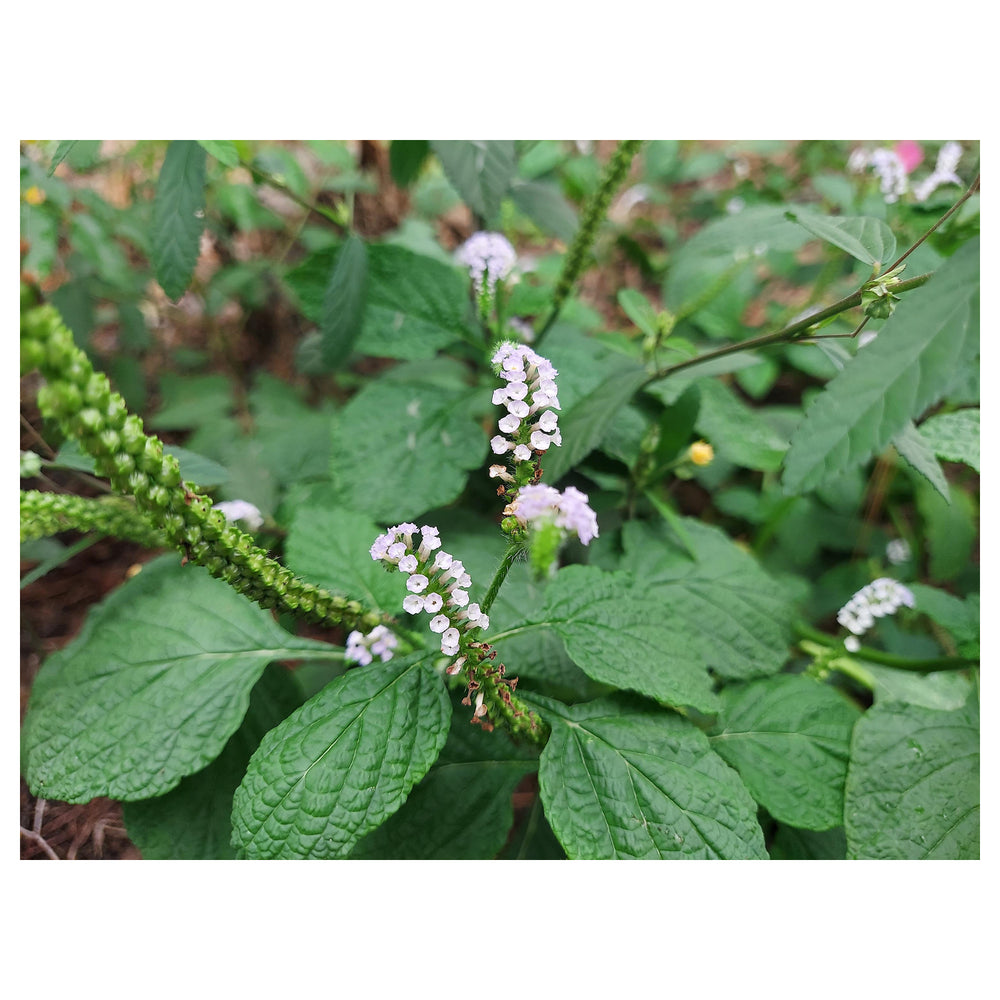 Green Arborescens Plant Seeds - Shrub Seeds -Heirloom & Non-GMO Seeds for planting | Neera Seeds product photo [neera-v4-ed813e754ef79f1c1bd1]