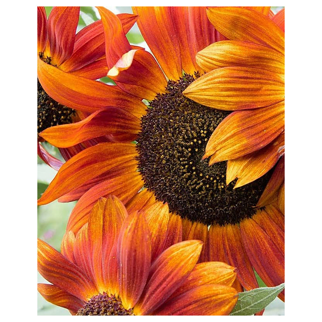 Heirloom Non-GMO Sunflower Seeds – Light Orange Blooms, High Germination Seeds for Planting Organic Garden | Neera Seeds product photo [neera-v4-ed844d847ef03272b0c4]