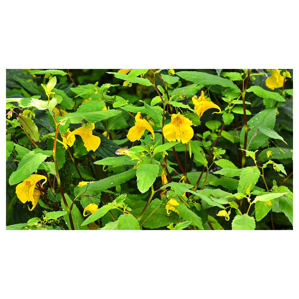 Jewelweed Flower Seeds for Planting – Heirloom, Non-GMO Wildflower Seeds for Pollinator Gardens, High Germination | Neera Seeds product photo [neera-v4-ed847f7fe80ef2eb040f]