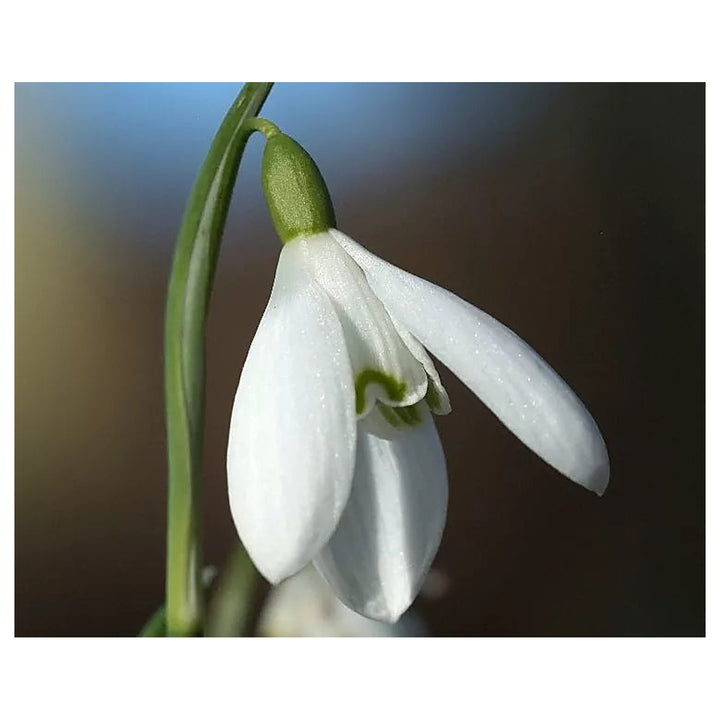 Organic Galanthus Flower Seeds White for Planting – Heirloom, Non-GMO | Neera Seeds product photo [neera-v4-ed90215e136b7d82418c]