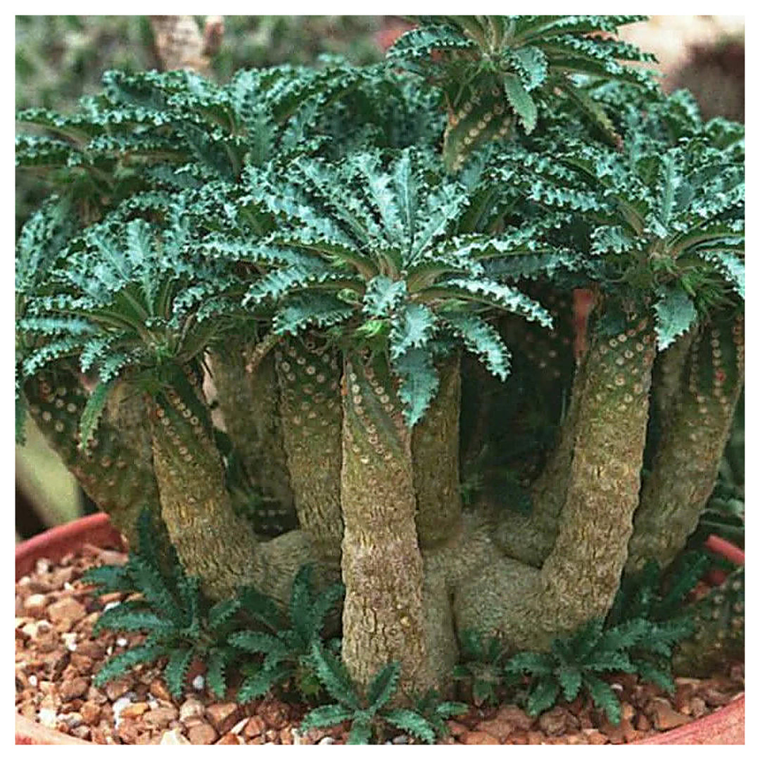 Green Dorstenia Foetida Plant Seeds for Planting – Heirloom, Non-GMO, High Germination Organic Garden Seeds for Exo | Neera Seeds product photo [neera-v4-ed91ab9657a7b458972d]
