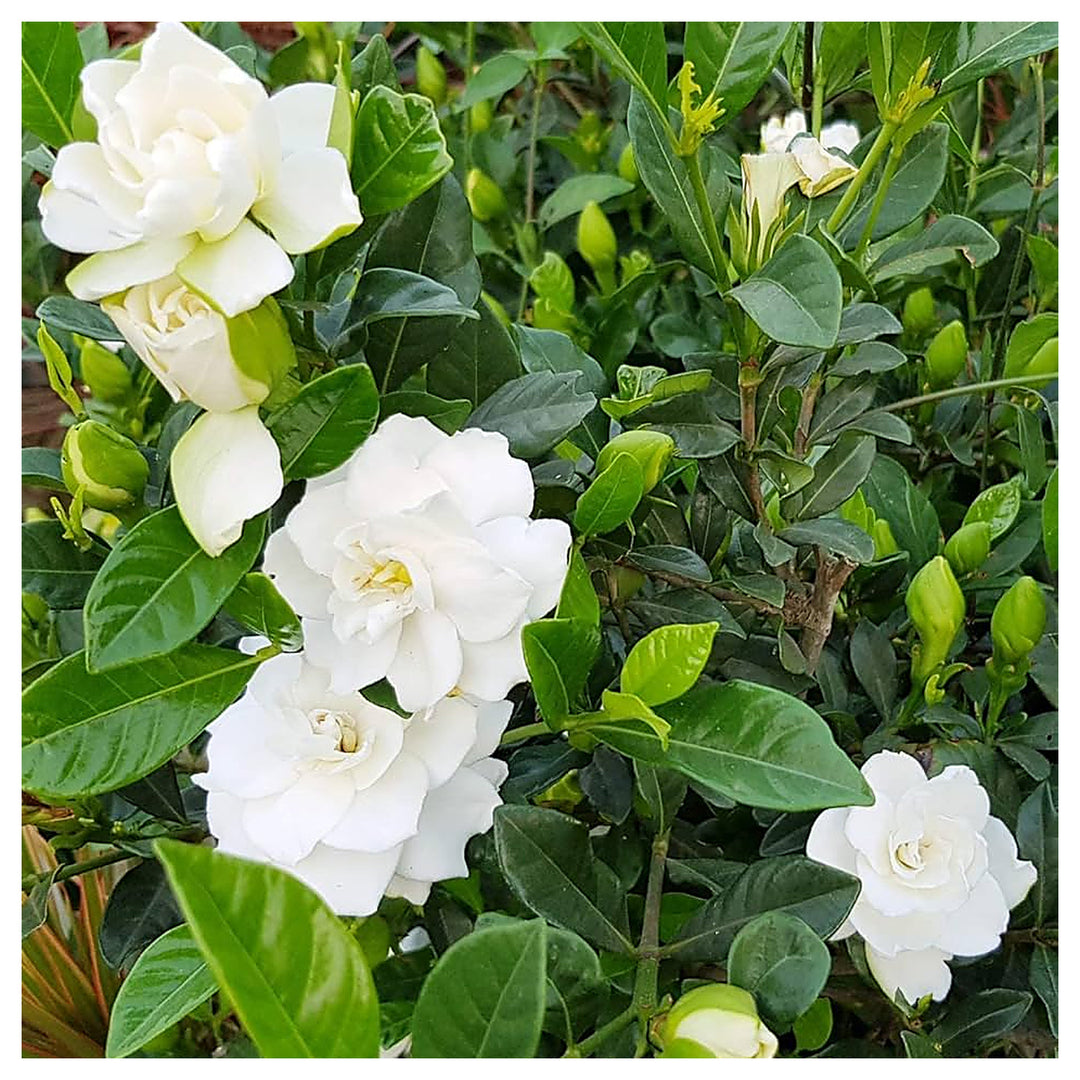 Heirloom Non-GMO Gardenia Flower Seeds for Planting – Fragrant White Evergreen Garden Blooms | Neera Seeds product photo [neera-v4-ed97b6f7ccb03ca4266e]