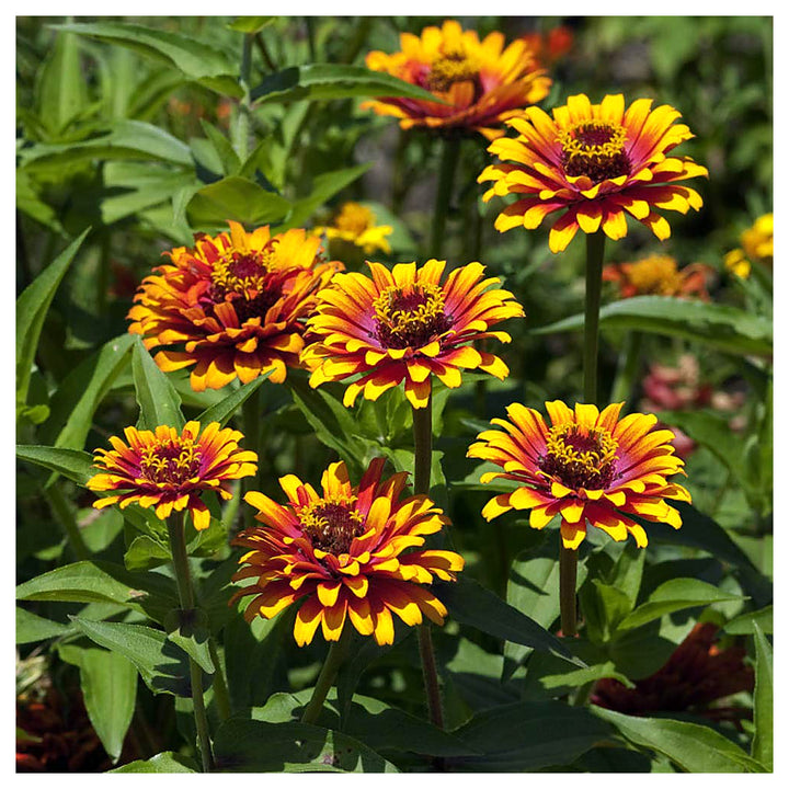 Red Yellow Zinnia Flower Seeds for Planting – Bright, Colorful, Heirloom, Non-GMO, High Germination Garden Seeds | Neera Seeds product photo [neera-v4-ed9b32c80adbecdd0caf]