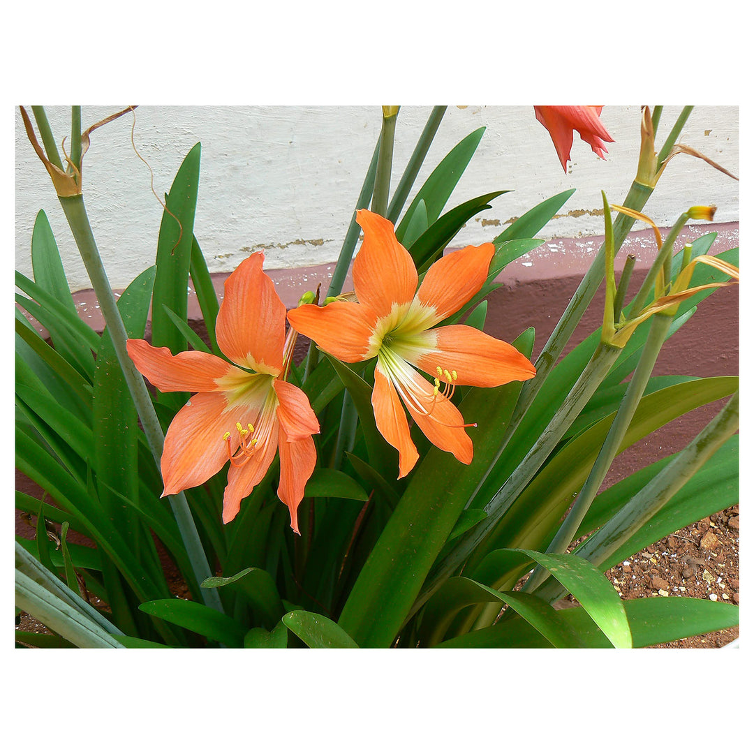 Orange White Amaryllis Barbados Fresh Flower Planting Flower Seeds Home Garden Planting, | Neera Seeds product photo [neera-v4-edaf0abd6bd77033e9ea]
