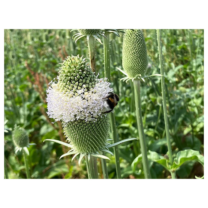 Dipsacus Plant Seeds for Planting – Heirloom, Non-GMO, Organic Garden Seeds, High Germination | Neera Seeds product photo [neera-v4-edc1f6f67cfe6f0f3ae5]