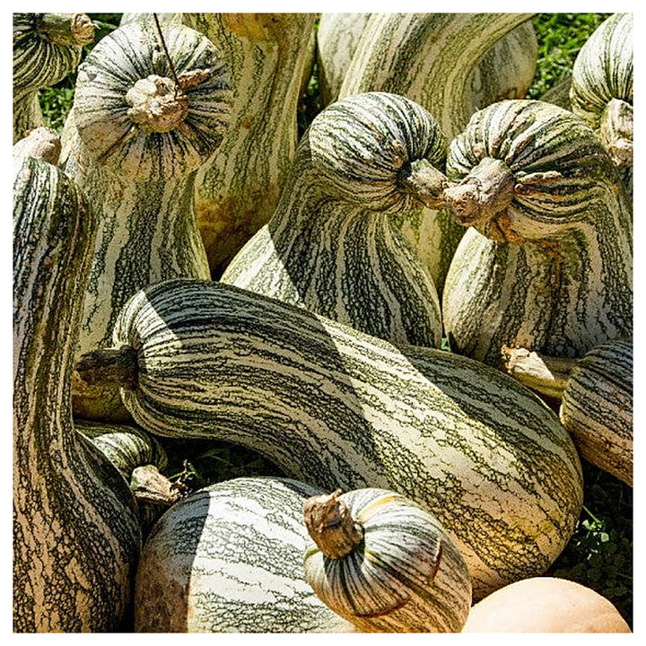 Cushaw Pumpkin Vegetable Seeds for Planting – Heirloom, Non-GMO, High Germination Organic Seeds | Neera Seeds product photo [neera-v4-edfa1eb17890cbc6863c]