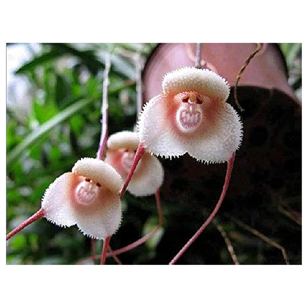 Monkey Face Orchid Flower For Planting Flower Seeds for Home Garden Planting, Landscape Organic | Neera Seeds product photo [neera-v4-edfa926b57c194c85dac]