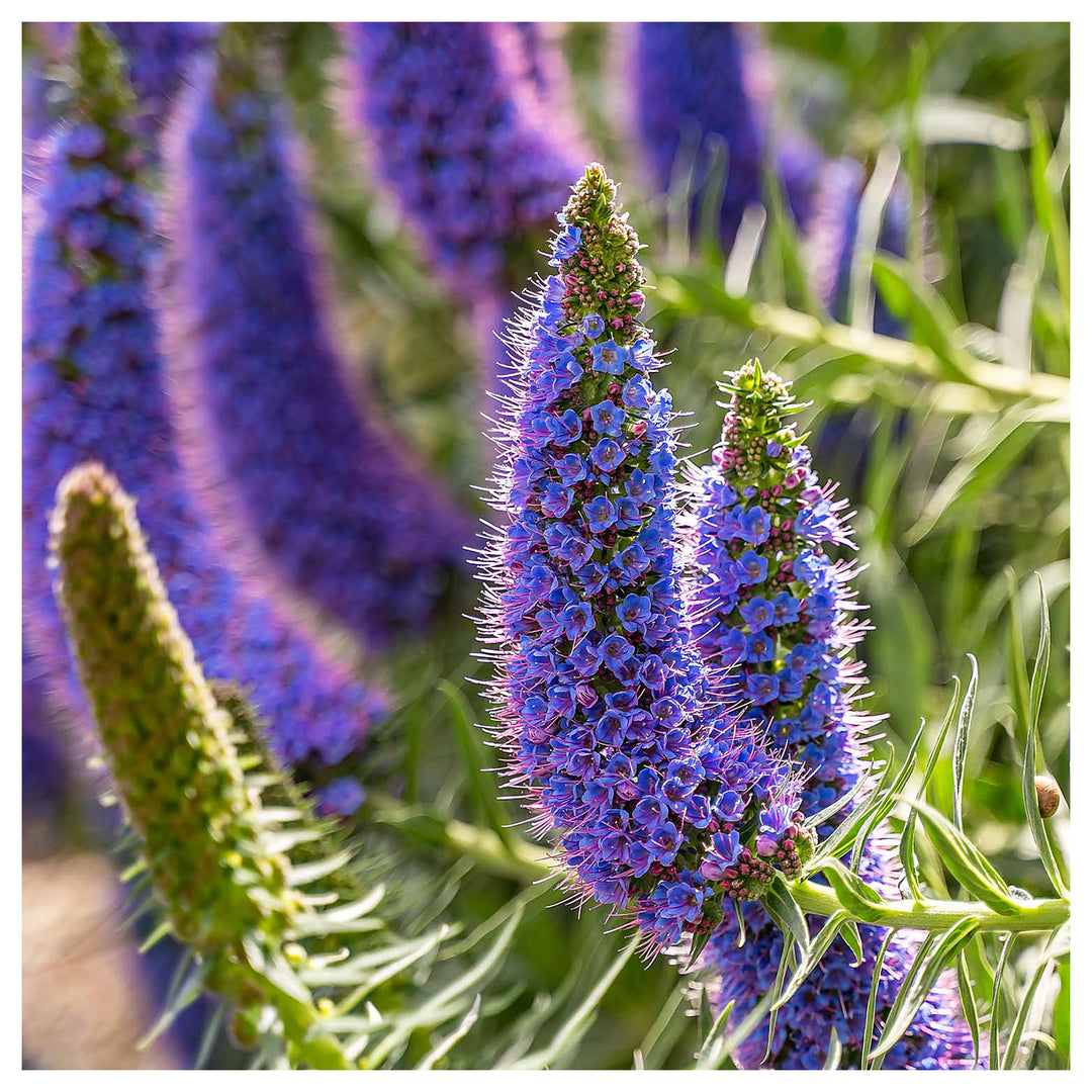 Purple Madeira Flower Seeds – Heirloom Non-GMO Ornamental Seeds for Vibrant Garden Color | Neera Seeds product photo [neera-v4-edfadc8ae60d1c159ede]