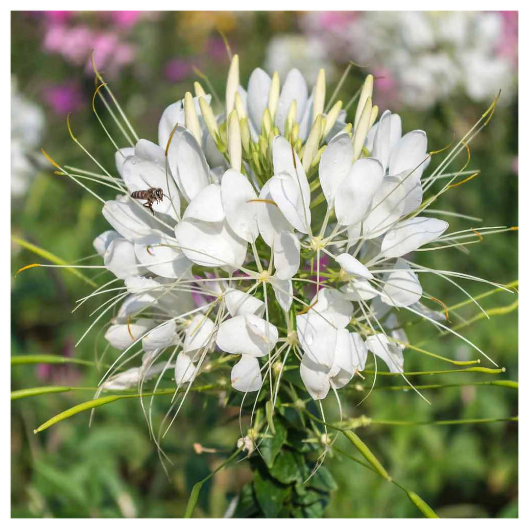White Cleome Flower Seeds for Planting – Heirloom, Non-GMO Flower Seeds | Neera Seeds product photo [neera-v4-edfb967718de6e017500]