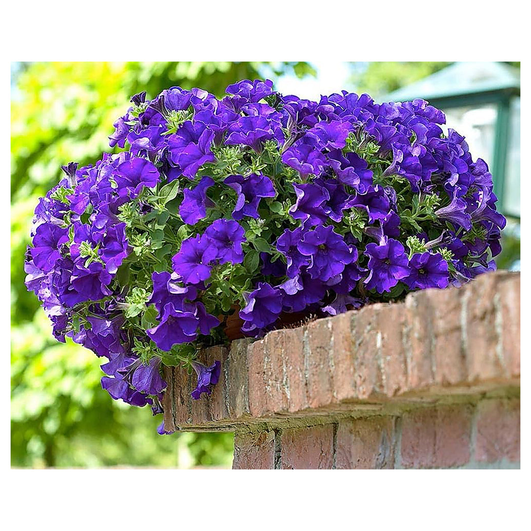 Blue Double Petunia Flower Seeds for Planting – Heirloom Non-GMO | High Germination Organic Garden Seeds | Neera Seeds product photo [neera-v4-edfd23492134770efcb5]