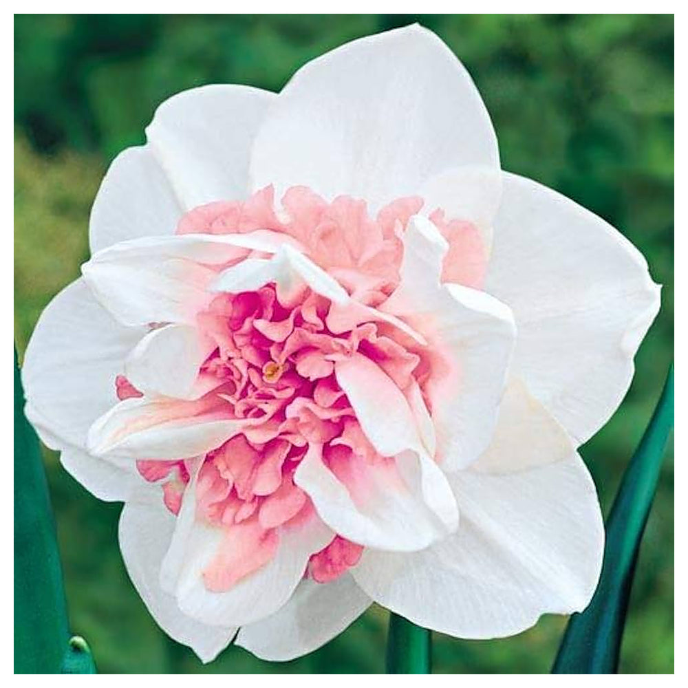 Baby Pink White Daffodil Flower Seeds for Planting – Heirloom, Non-GMO, High Germination Organic Garden Seeds | Neera Seeds product photo [neera-v4-ee02fea6eb3d3d8bf287]