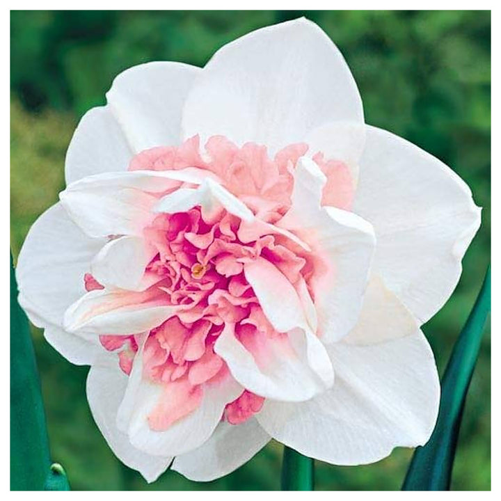 Baby Pink White Daffodil Flower Seeds for Planting – Heirloom, Non-GMO, High Germination Organic Garden Seeds | Neera Seeds product photo [neera-v4-ee02fea6eb3d3d8bf287]