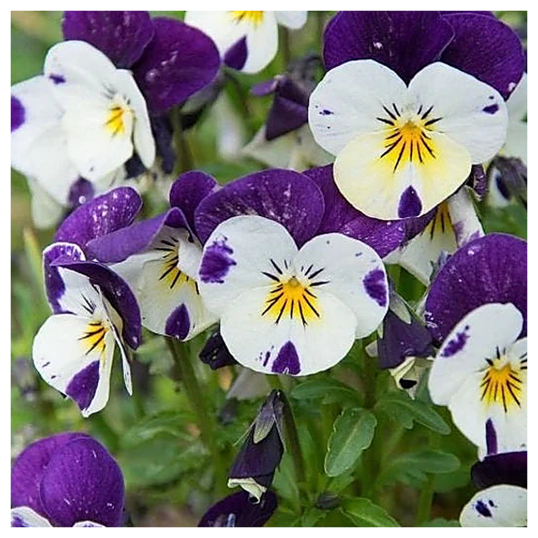 Heirloom Non-GMO Viola Purple White Flower Seeds for Planting – Decorative Blooming Flower Seeds | Neera Seeds product photo [neera-v4-ee03b281d8940d01e325]