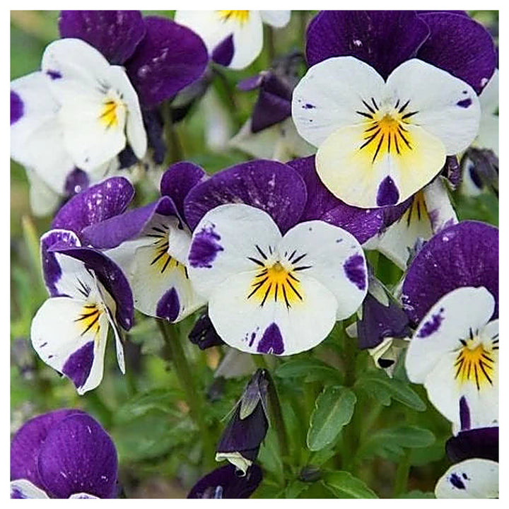 Heirloom Non-GMO Viola Purple White Flower Seeds for Planting – Decorative Blooming Flower Seeds | Neera Seeds product photo [neera-v4-ee03b281d8940d01e325]
