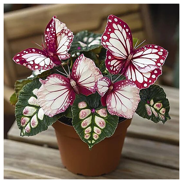 Moonlight Butterfly Begonia Flower Seeds – Heirloom Non-GMO High Germination Seeds | Neera Seeds product photo [neera-v4-ee09b92938a3b19a18e6]