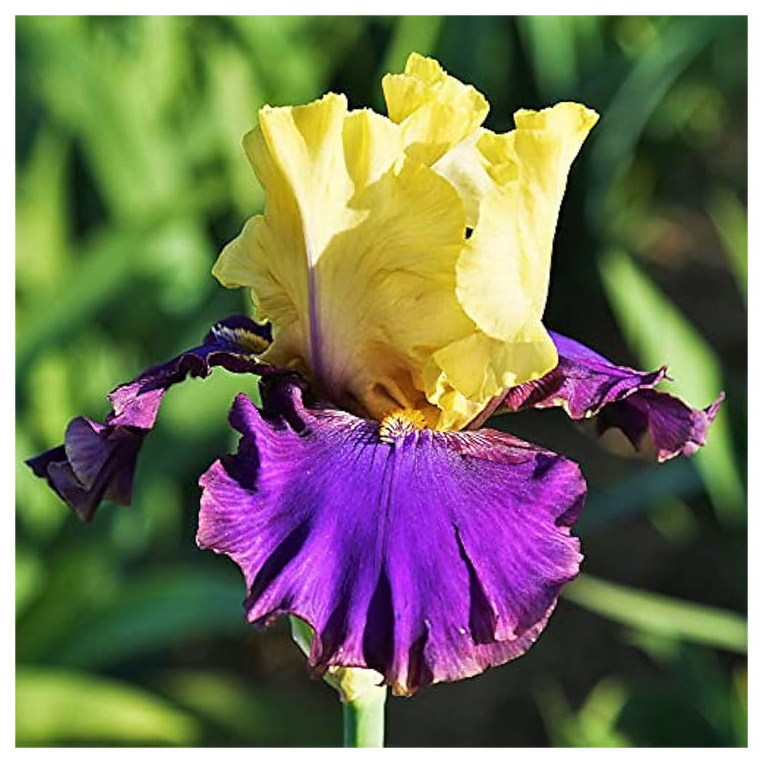 Bearded Iris Iris Germanica Bold Colors For Planting In Urban Garden Or Backyard Flower Bed Flower | Neera Seeds product photo [neera-v4-ee0b779f6c3d4f5fd593]