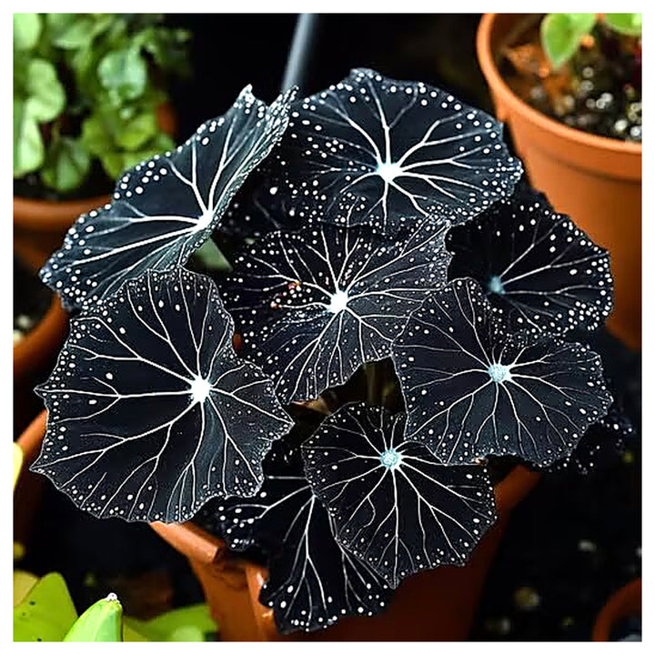 Black Moonlight Butterfly Begonia Flower Seeds – Heirloom, Non-GMO, High Germination Seeds | Neera Seeds product photo [neera-v4-ee19fe2d5083d142143a]