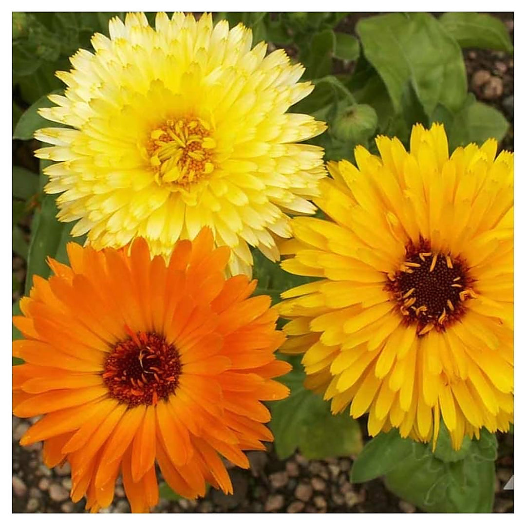 Yellow Scottish Marigold Planting Home Garden Flower Bed Flower Seeds Home Garden Planting, | Neera Seeds product photo [neera-v4-ee1f41a3039a3ecf5dc8]