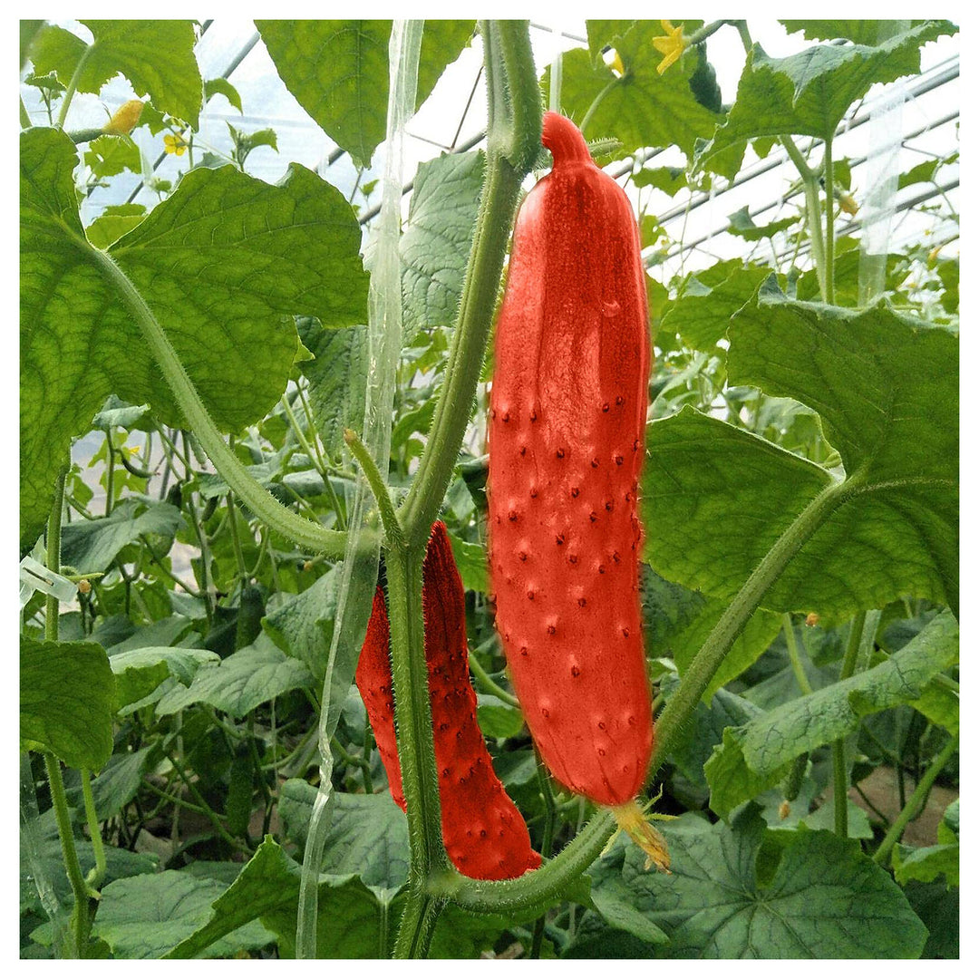 Red Cucumber Planting In Flower Pots Or Planters Flower Seeds Home Garden Planting, | Neera Seeds product photo [neera-v4-ee2176c2c0d55df04c20]