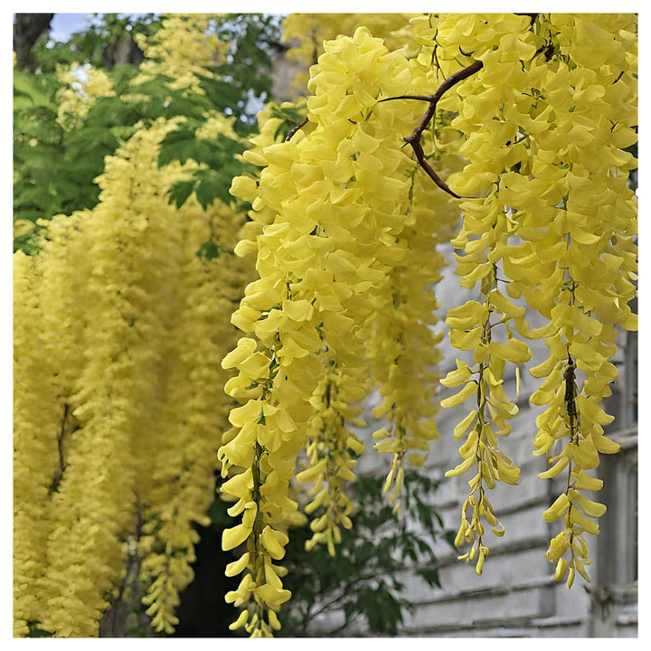 Light Yellow Crape Myrtle Tree Seeds for Planting – Fast-Growing Ornamental Flowering Tree | Neera Seeds product photo [neera-v4-ee43fe29b89c6707d261]
