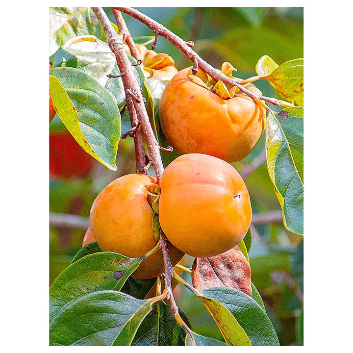 Orange Persimmon Fruit Seeds for Planting – Heirloom &amp; GMO Free Seeds for Growing Sweet Fruit Trees | Neera Seeds product photo [neera-v4-ee45841c0bdc7be9fe4c]