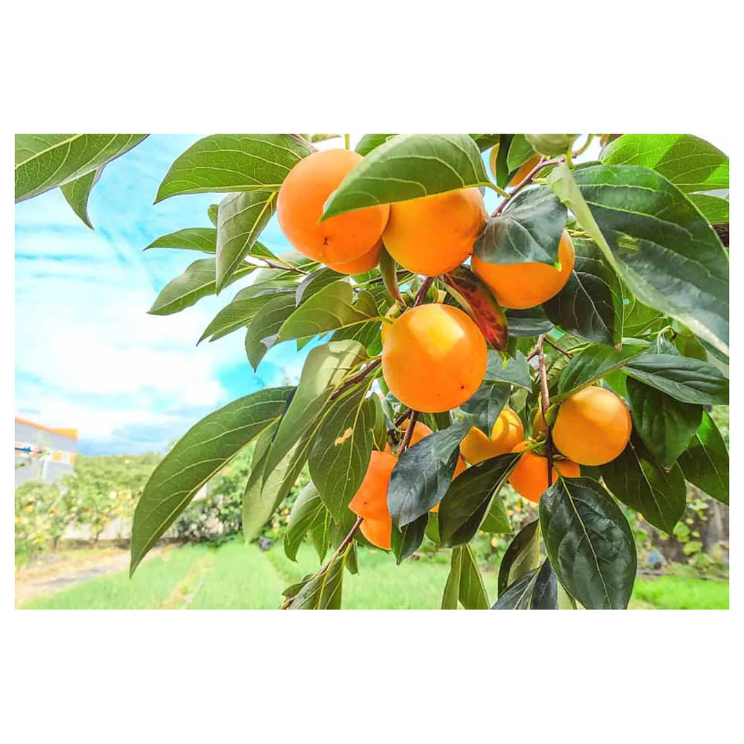 Japanese Persimmon Seeds (Diospyros kaki) for Planting – Grow Persimmon Trees at Home, Heirloom & Non-GMO | Neera Seeds product photo [neera-v4-ee4bb388347b13062aaa]