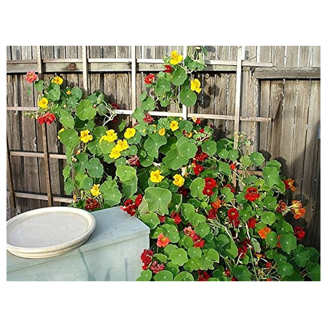 Nasturtium Flower Tropaeolum Majus For Planting In Flower Bed Flower Seeds for Home Garden | Neera Seeds product photo [neera-v4-ee51741101f4e9055174]