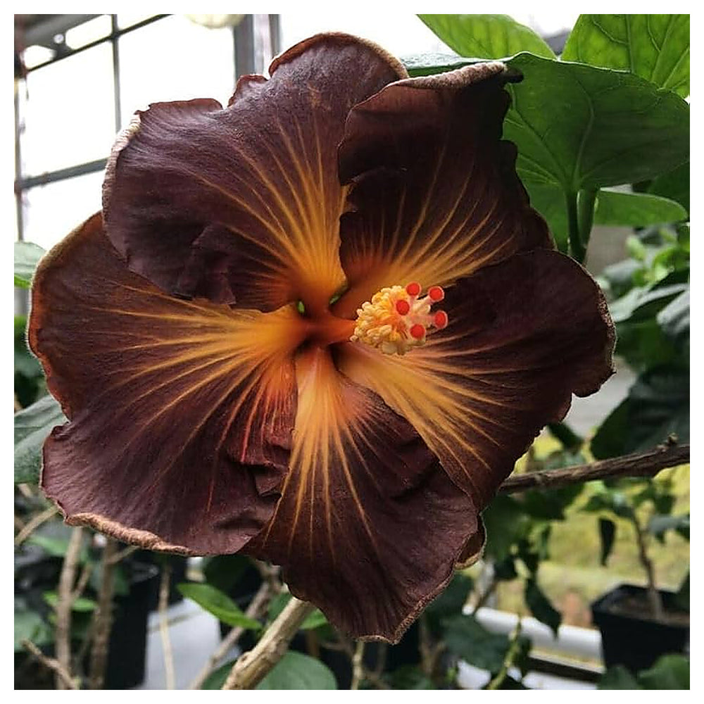 Heirloom Brown Orange Hibiscus Flower Seeds for Planting | Non-GMO Organic Garden Seeds | Exotic Tropical Blooms, H | Neera Seeds product photo [neera-v4-ee563985a6645d4e9b98]