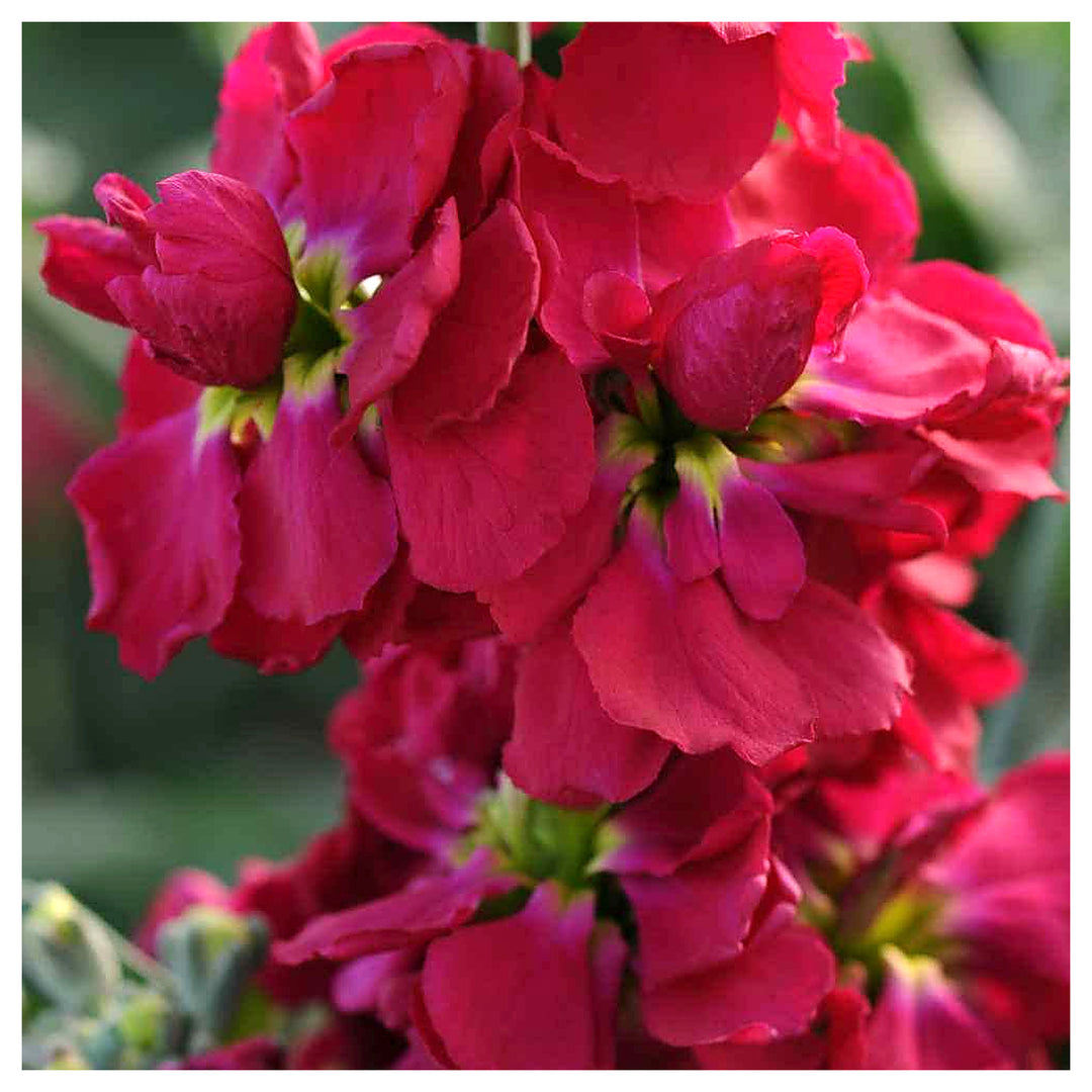 Maroon Matthiola Incana Flower Seeds for Planting – Fragrant Stock Flowers, Long-Blooming Garden Favorite | Neera Seeds product photo [neera-v4-ee612e30023de71c633b]