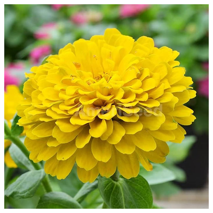 Heirloom Canary Zinnia Flower Seeds – High Germination Seeds for Planting Vibrant, Easy-to-Grow Garden Flowers | Neera Seeds product photo [neera-v4-ee6772536e117e1073e5]