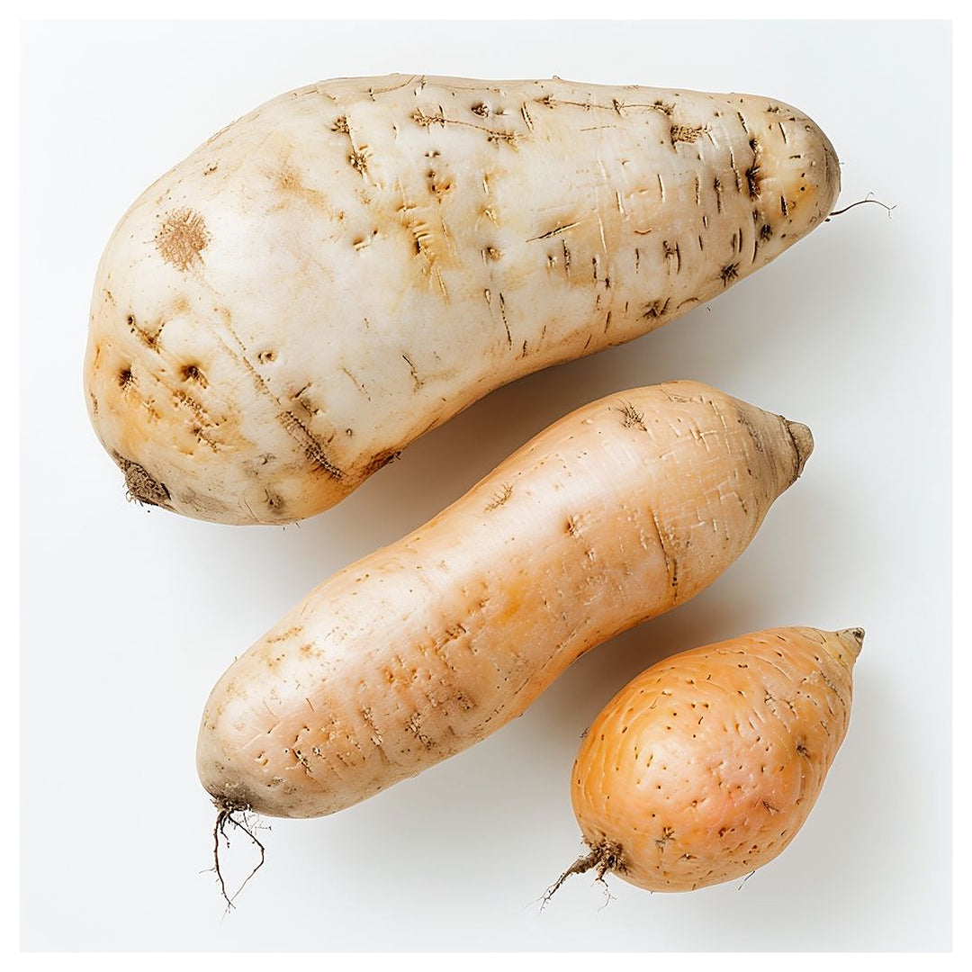 Cream Sweet Potato Vegetable Seeds for Planting – Heirloom, Non-GMO, High-Yield Organic Garden Seeds | Neera Seeds product photo [neera-v4-ee8260142937159d95ff]