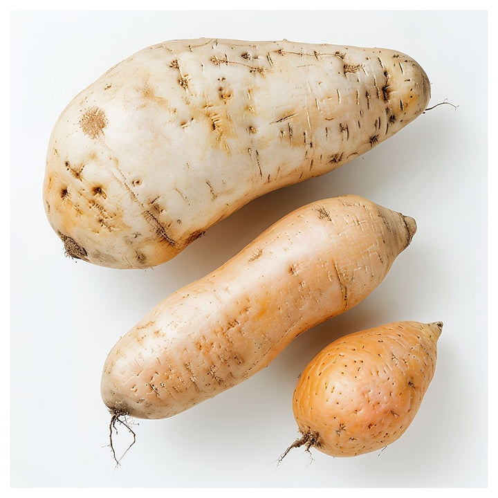 Cream Sweet Potato Vegetable Seeds for Planting – Heirloom, Non-GMO, High-Yield Organic Garden Seeds | Neera Seeds product photo [neera-v4-ee8260142937159d95ff]