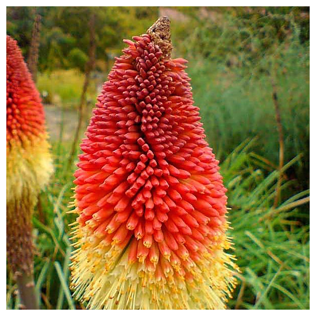 Fresh Caulescens Flower Seeds for Planting – Heirloom, Non-GMO, High Germination Organic Garden Seeds | Neera Seeds product photo [neera-v4-ee843dcb6247cde417a9]