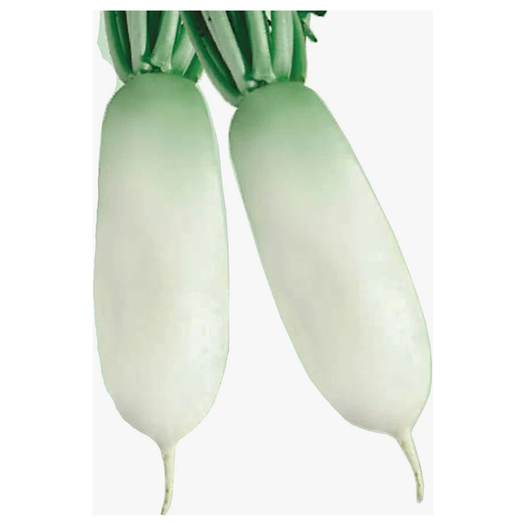 Heirloom Alpine Radish Vegetable Seeds for Planting, Non-GMO, High Germination Organic Garden Seeds | Neera Seeds product photo [neera-v4-ee8838d1ab0110835fd9]