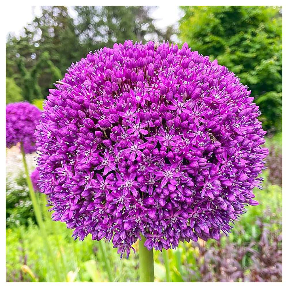 Giant Ornamental Allium Flower Seeds – Heirloom, Non-GMO, High Germination Organic Garden Seeds for Planting | Neera Seeds product photo [neera-v4-ee8a6f1c9b629ddc66c3]