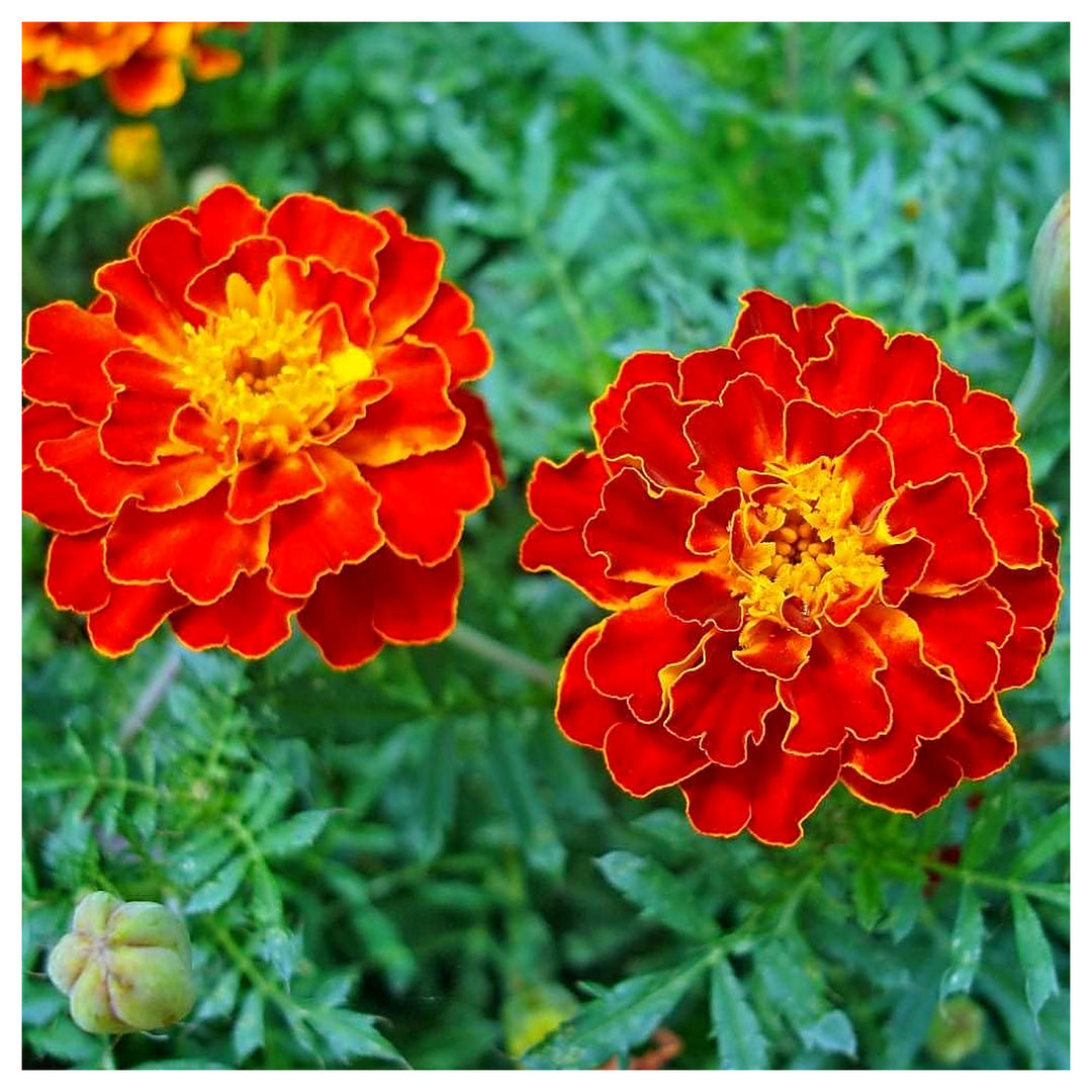 Heirloom Marigold Flower Seeds for Planting 100 pcs | Neera Seeds product photo [neera-v4-ee92a556f71c9975d179]