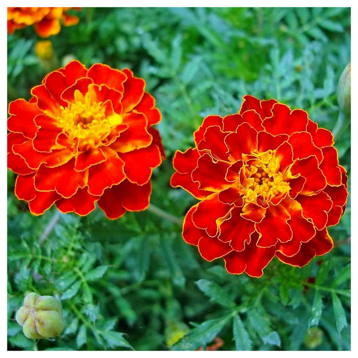 Heirloom Marigold Flower Seeds for Planting 100 pcs | Neera Seeds product photo [neera-v4-ee92a556f71c9975d179]