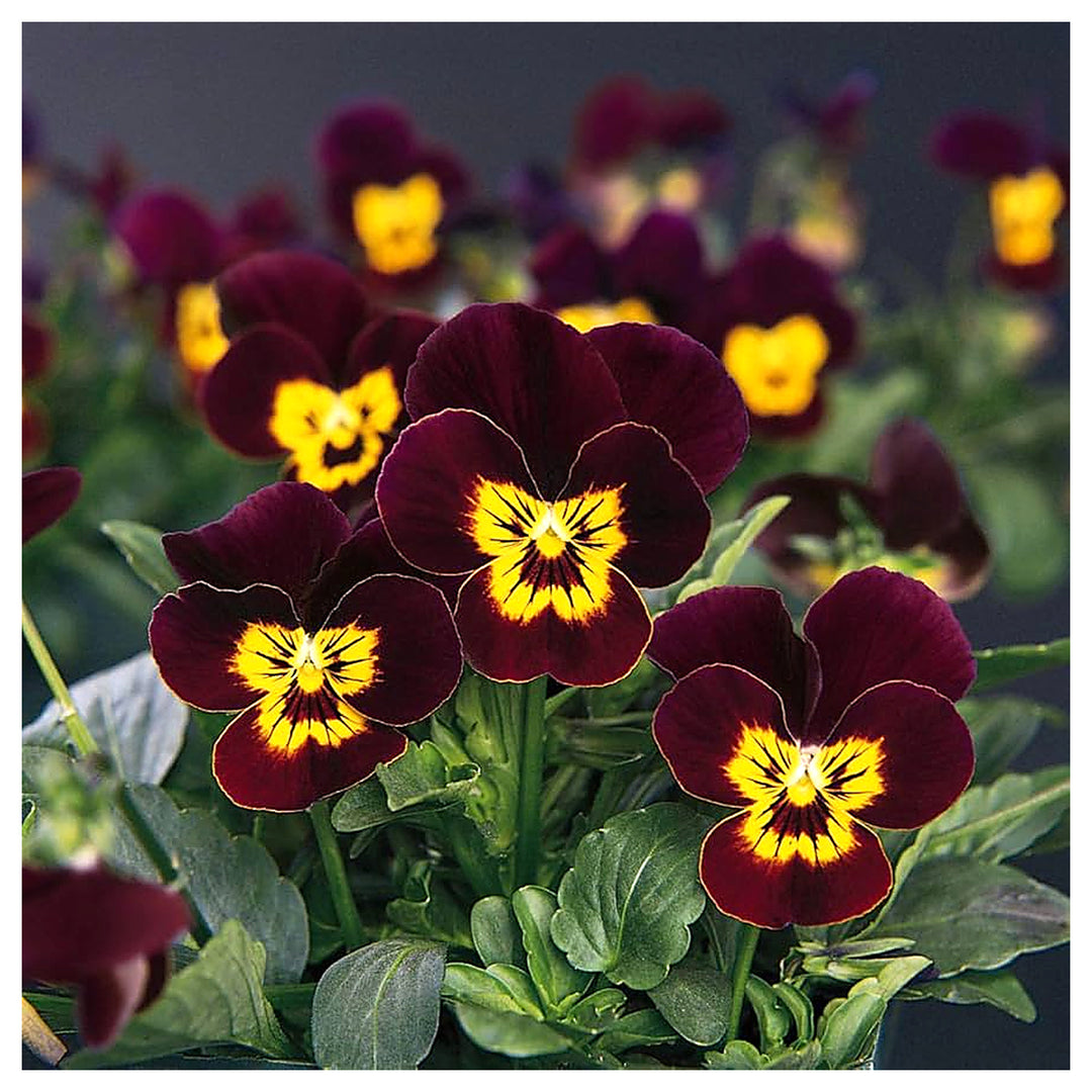 Viola Admiration Flower Planting Flower Seeds Home Garden Planting, Landscape Organic | Neera Seeds product photo [neera-v4-ee9f863f93cdcacf7c9c]