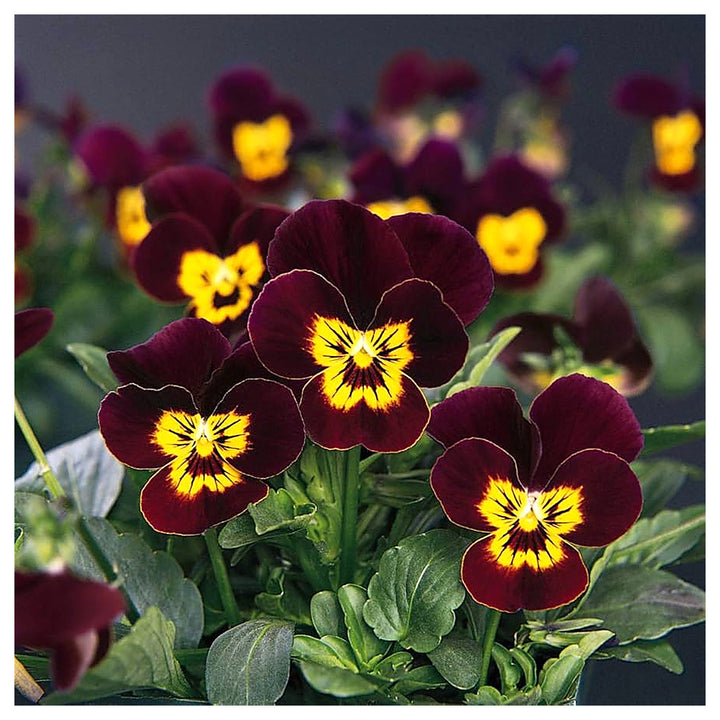 Viola Admiration Flower Planting Flower Seeds Home Garden Planting, Landscape Organic | Neera Seeds product photo [neera-v4-ee9f863f93cdcacf7c9c]