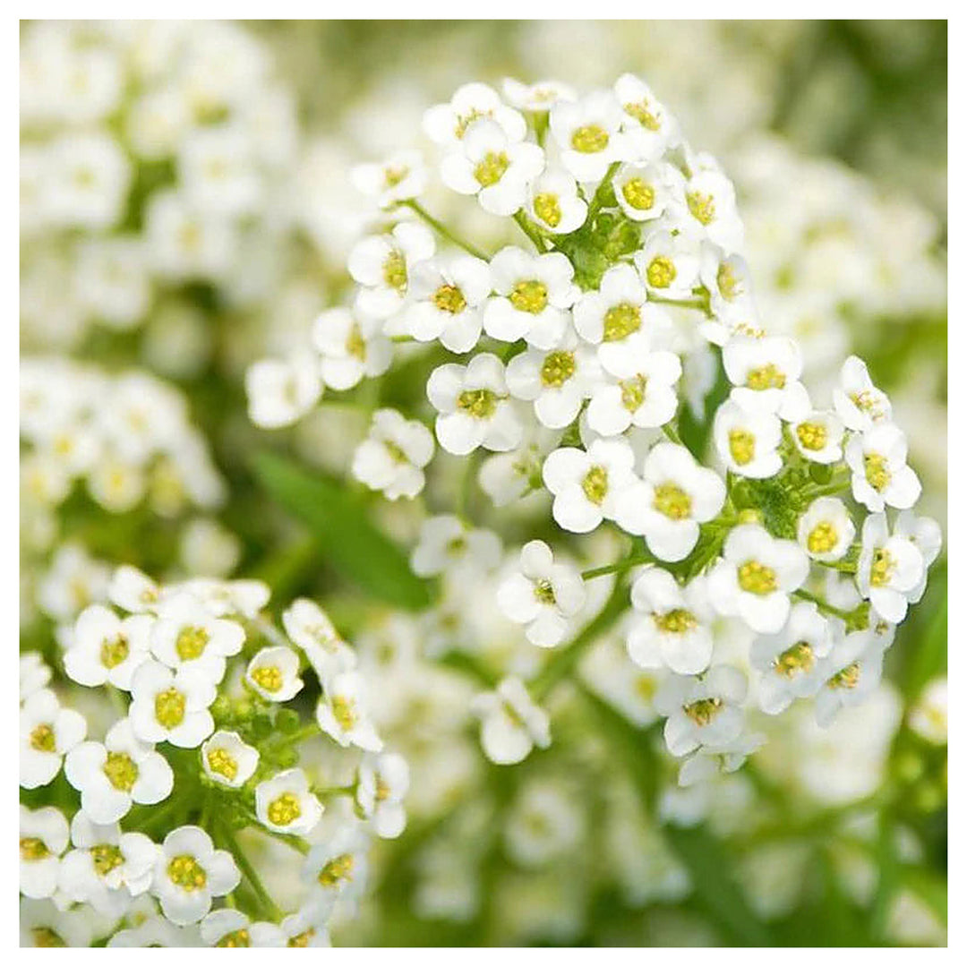 Heirloom Non-GMO White Snow Flower Seeds for Serene Garden Landscapes and Winter Planting | Neera Seeds product photo [neera-v4-eea7435ff2ec1f169431]