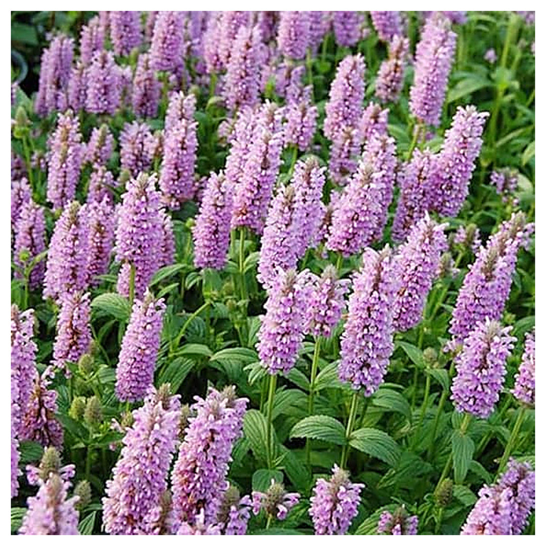 Nepeta Parnassica Plant Seeds for Planting – Heirloom Non-GMO Organic Garden Seeds with High Germination | Neera Seeds product photo [neera-v4-eea815037c6394322457]