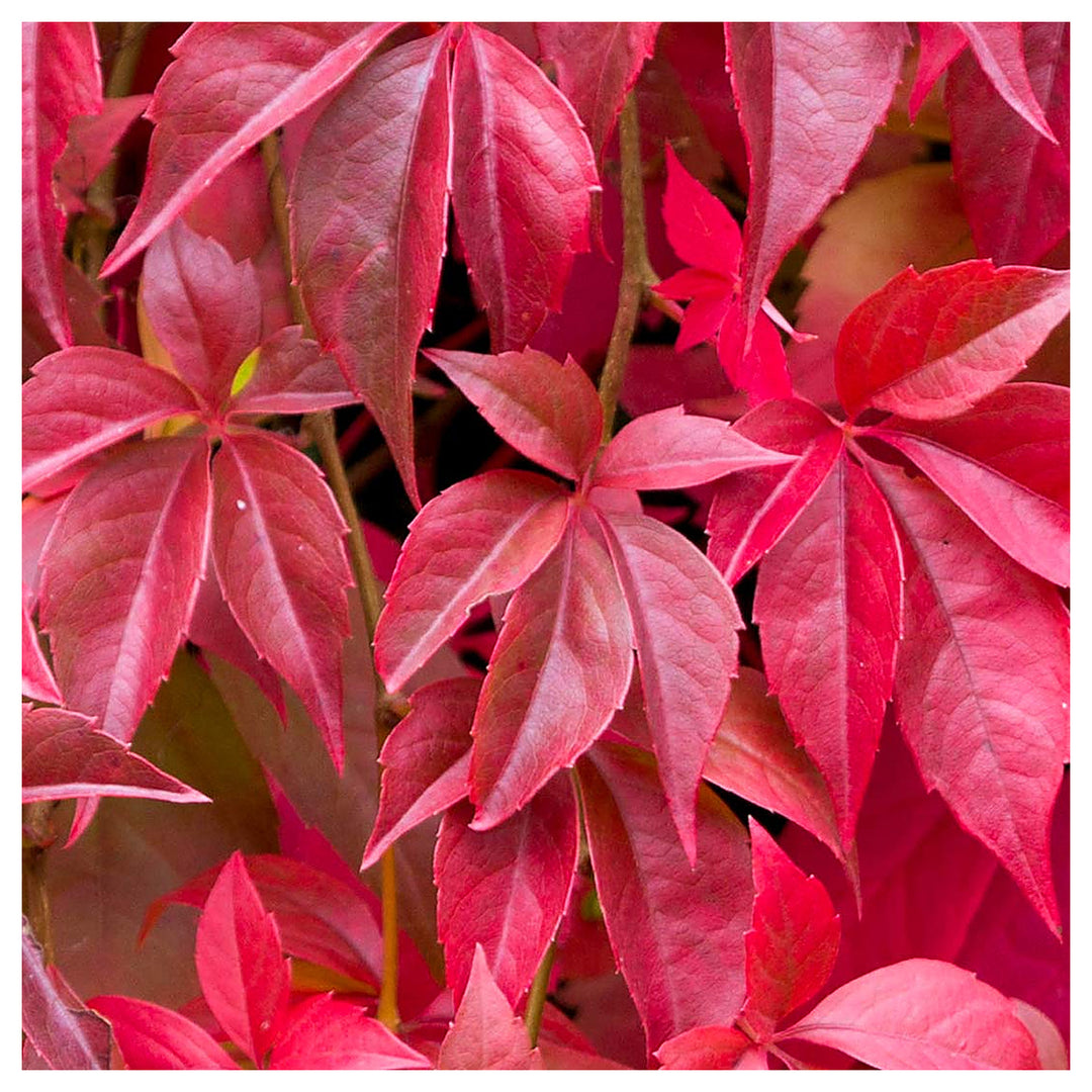 Parthenocissus Seeds for Planting – Organic, Heirloom, Non-GMO Climbing Plant Seeds | Neera Seeds product photo [neera-v4-eea9b03c101c7874043a]